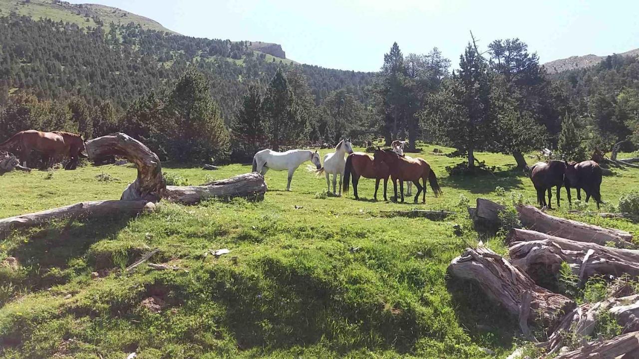 Apartaments Morello Esterri d'Àneu Exteriör bild